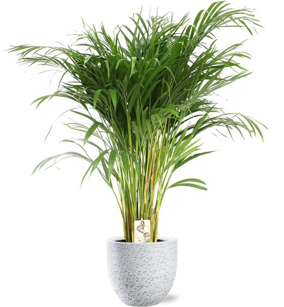 Plant Dypsis Lutescens in pot - Ø24cm - ↕120cm + Tim Pot D24x22cm - Areca palm