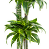 Plant XL Kamerplant Dracaena Deremensis Dorado -↕180cm Ø27cm -