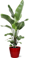 Plant Strelitzia Nicolai - Ø21cm - ↕120cm + Pot Basic D22x19cm - Rood