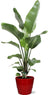 Plant Strelitzia Nicolai - Ø21cm - ↕120cm + Pot Basic D22x19cm - Rood