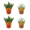 Plant Vetplantenpakket: 2x Aloe Paradisicum + 2x Senecio Scaposus - 4 stuks - Ø10.5cm - ↕10cm