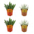 Plant Vetplantenpakket: 2x Aloe Paradisicum + 2x Senecio Scaposus - 4 stuks - Ø10.5cm - ↕10cm