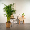 Areca palm in mand - ↨130cm