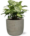 Plant Syngonium Arrow (Pijlwortelplant) in pot - Ø12cm - ↕25cm + Stone Rond D13,5x13cm - Grijs