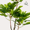 Plant Vijgenboom Kunstplant (Ficus Carica) -hoogte 95 cm