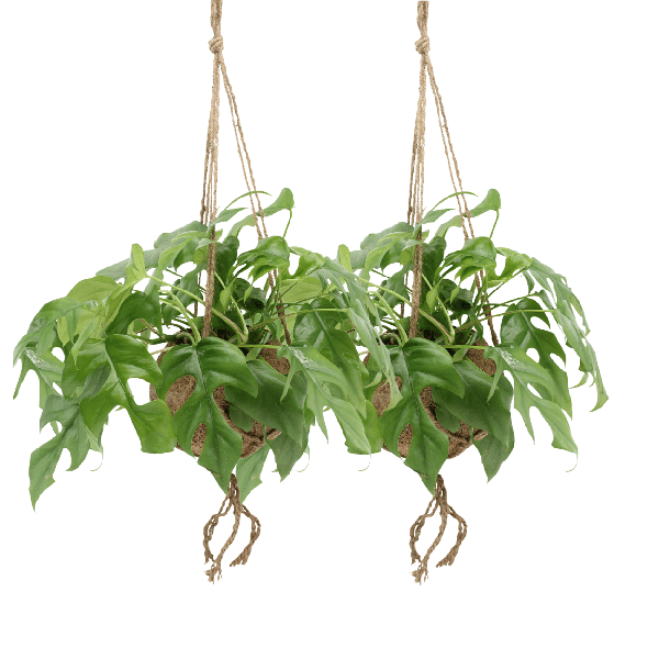 Plant Hangplantenset Kokodama Monstera - Gatenplant in pot- Minima Hang 2 stuks - Ø15cm - ↕25cm