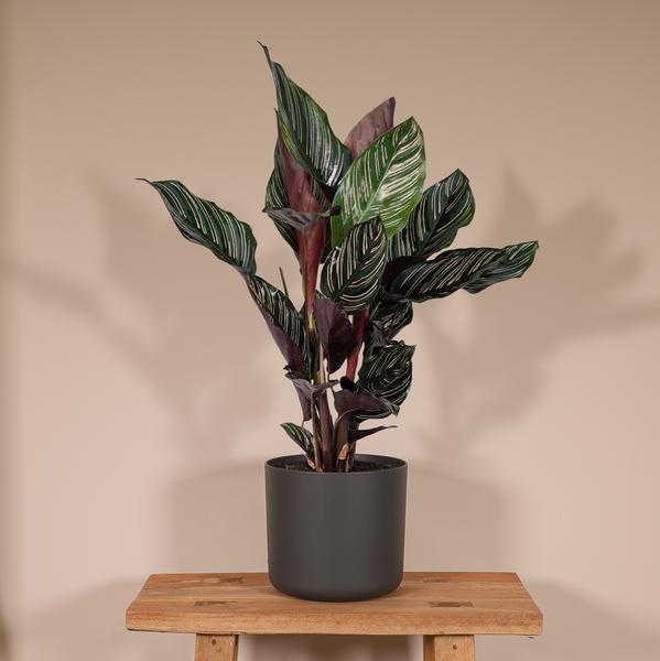 Plant Calathea Ornata (De Levende plant) - Ø14cm - ↕50cm