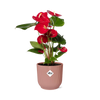 Anthurium Red in roze pot - d12cm/40cm - Pot ELHO Vibes Fold d14cm roze