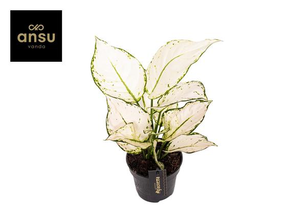 Plant Aglaonema White Joy - Ø12cm - ↕35cm