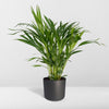 Plant Dypsis Lutescens - Areca - Ø17cm - ↕60cm