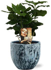 Plant Coffea Arabica - Ø12cm - ↕25cm + Sem Pot D14x13cm - Blauw