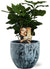 Plant Coffea Arabica - Ø12cm - ↕25cm + Sem Pot D14x13cm - Blauw