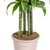 Plant XL Kamerplant Dracaena Deremensis Dorado -↕180cm Ø27cm -