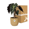 Alocasia ‘Polly’(Olifantoor plant) in mooie gele ELHO pot (d14cm)