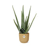 Aloe Vera (d12cm ) in prachtige gele ELHO Pot (d14cm)