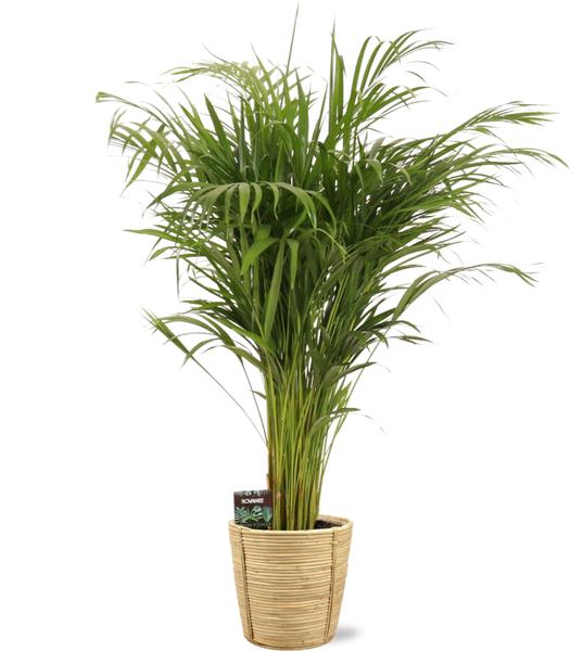 Plant Dypsis Lutescens - Ø21cm - ↕110cm + Bibek Pot D22x22cm - Naturel