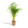 Areca palm in mand - ↨130cm