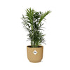 Plant Dwarf Mountain palm in pot - Chamaedorea Elegans in ELHO Vibes Fold Ø14cm geel