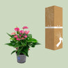 Plant Purple Anthurium KARMA - Ø17cm - ↕50cm - Makkelijke bloeiende kamerplant