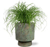 Plant Cyperus Alternifolius in pot - Ø12cm - ↕20cm