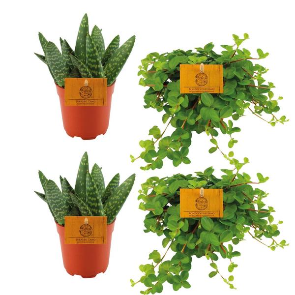 Plant Plantenpakket met makkelijke kamerplantjes - 4 stuks - Aloe Paradisicum & Peperomia Rotundifolia Ø10.5cm - ↕10cm