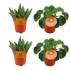 Plant Kamerplantpakket Aloe Paradisicum & 2x Pilea Peperomoides - 4 stuks - Ø10.5cm - ↕10cm