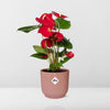 Anthurium Red in roze pot - d12cm/40cm - Pot ELHO Vibes Fold d14cm roze