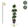 Plant 170 cm Grote bijzondere Dracaena Dorado Carrousel - ø34