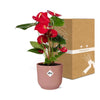 Anthurium Red in roze pot - d12cm/40cm - Pot ELHO Vibes Fold d14cm roze