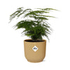 Asparagus Setaceus ‘Plumosus’ in ELHO Vibes Fold d14cm geel