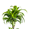 Plant XL Kamerplant Dracaena Deremensis Dorado -↕180cm Ø27cm -