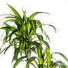 Plant Dracaena Deremensis - Hawaiian Sunshine Ø27cm - ↕180cm