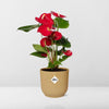 Rode Anthurium in stijlvolle gele pot - (hoogte tot 40cm)