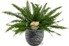 Plant Nephrolepis Green Lady - Varen in mooie pot - Ø17cm - ↕40cm + Tim Pot D18x16cm - Zwart Wit