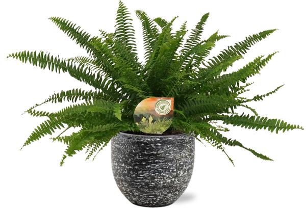 Plant Nephrolepis Green Lady - Varen in mooie pot - Ø17cm - ↕40cm + Tim Pot D18x16cm - Zwart Wit