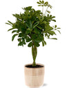 Plant Schefflera Compacta - Ø19cm - ↕80cm + Terni Pot D20x20cm - Roze