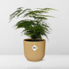 Asparagus Setaceus ‘Plumosus’ in ELHO Vibes Fold d14cm geel