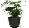 Elegante Sierasperge in stijlvolle zwarte pot - ↕35cm