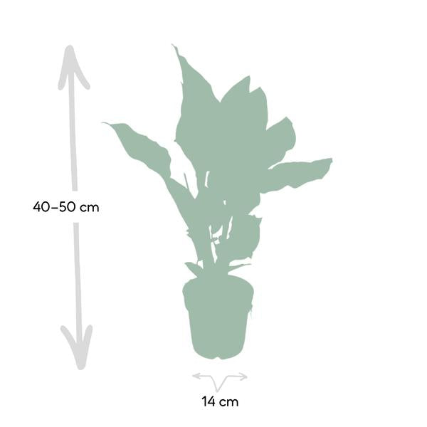 Plant Calathea Ornata (De Levende plant) - Ø14cm - ↕50cm