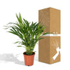 Plant Dypsis Lutescens - Areca - Ø17cm - ↕60cm